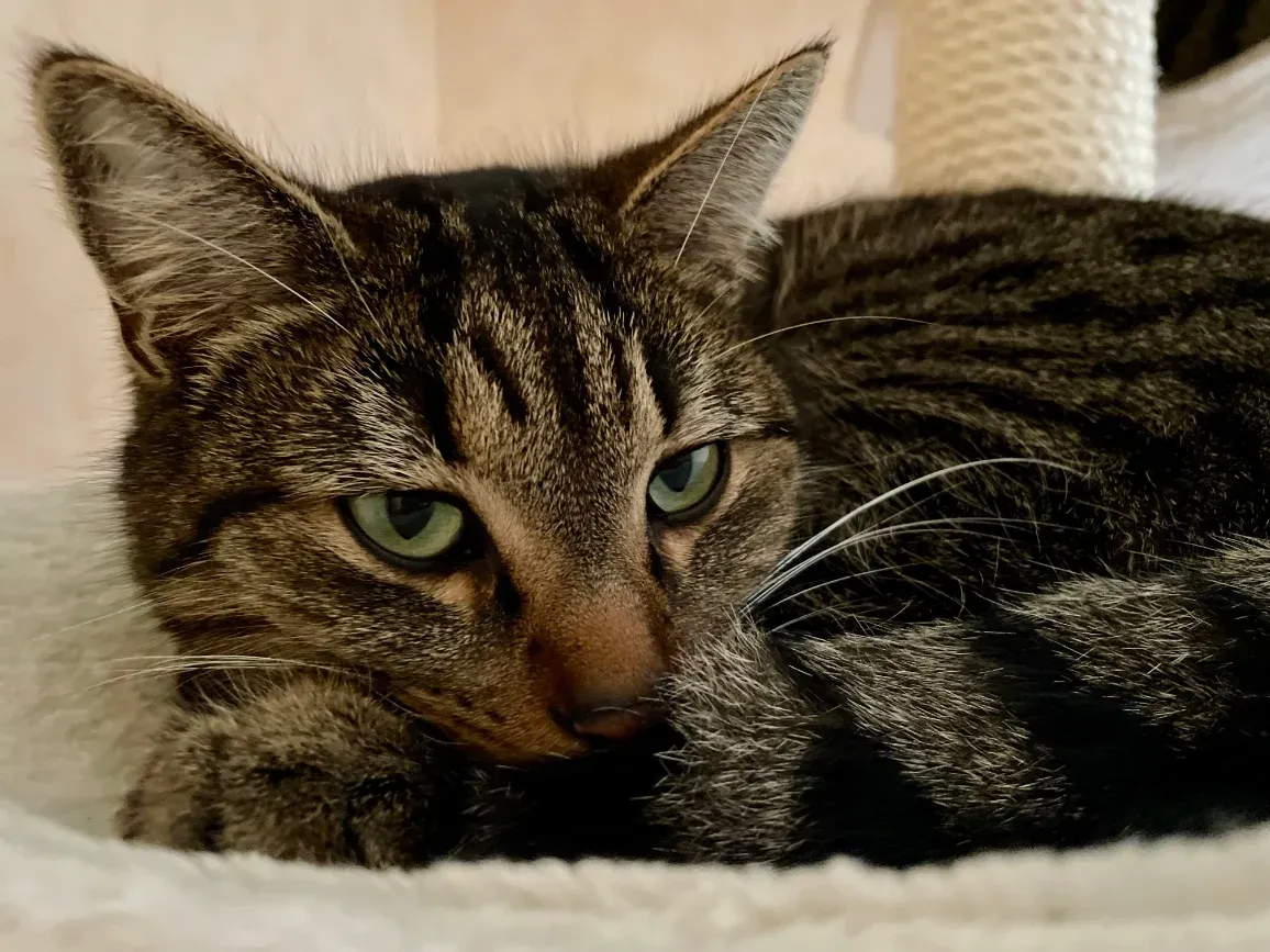 Nala, die getigerte Bürokatze von cosy.green, liegt entspannt in ihrem Körbchen